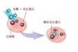 糖化血红蛋白是什么？