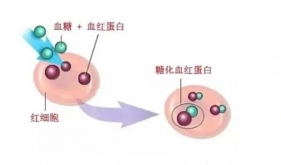 糖化血红蛋白是什么？