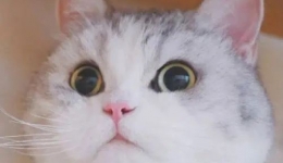 甜蜜夏日，水果自由？教糖友如何快乐吃瓜！