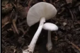 下雨后的执念！吃菌中毒急救三步法，最后一步总被忽略