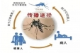 警惕这种“热”------基孔肯雅热