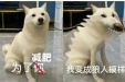 3元/捆的它竟是羽衣甘蓝的平替！这款蔬菜性价比拉满