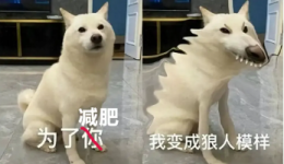 3元/捆的它竟是羽衣甘蓝的平替！这款蔬菜性价比拉满