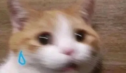 天天吃素能降低血脂？