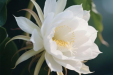 【医患同心・温暖同行】一株昙花，一份赤诚|记门诊里最温暖的“昙花爷爷”