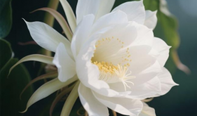 【医患同心・温暖同行】一株昙花，一份赤诚|记门诊里最温暖的“昙花爷爷”