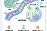 【健康科普・医路护航】科学控糖，健康护航 | 糖尿病科普知识